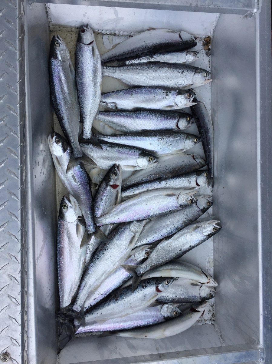 LAKE COEUR D ALENE BLUEBACK BLUE GOOSE SPORTING GOODS